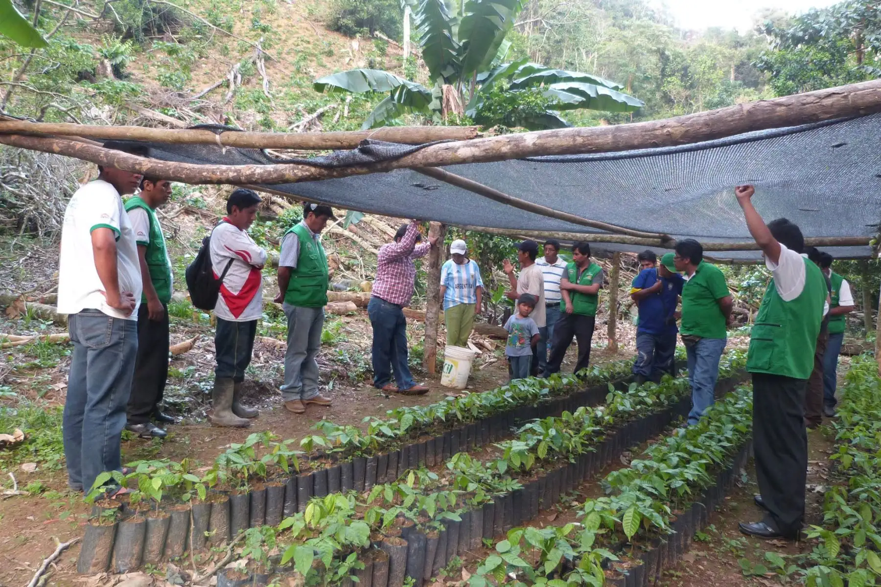 Ya son más de 6,000 las familias de Puno que cultivan café y cacao. ANDINA