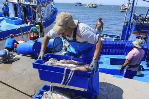 Desembarco de calamar gigante o pota. Cortesía