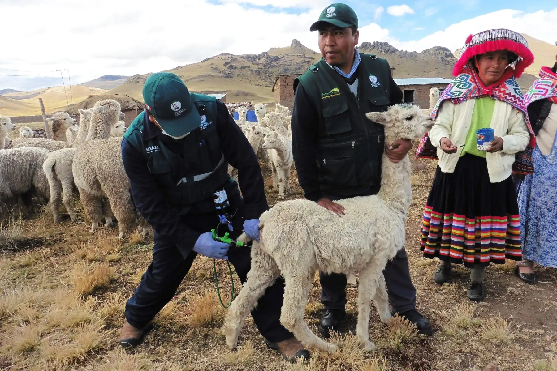 Plan ante heladas y friaje prevé proteger a más de 740,000 cabezas de ganado en Puno ante las bajas temperaturas. ANDINA/Difusión