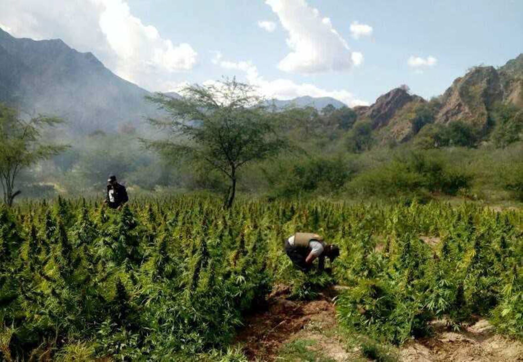 Autoridades de la Fiscalía Antidrogas de Apurímac y la Policía Nacional del Perú destruyeron e incineraron más de 80,000 plantones de marihuana halladas en campos de cultivo de la provincia de Chincheros.
