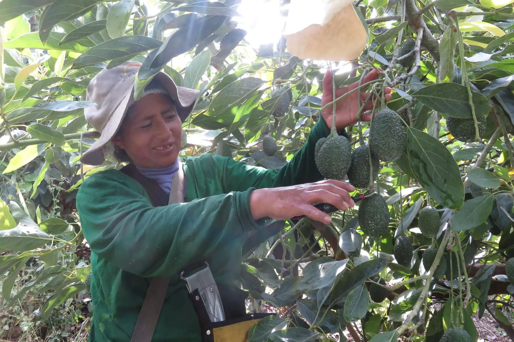 Productores de 143 zonas de producción que cubren casi nueve mil hectáreas de palta Hass de la región La Libertad, se encuentran listos para aprovechar y cumplir los requisitos a fin de ingresar sus productos al nuevo mercado asiático de Tailandia, informó el Ministerio de Agricultura y Riego (Minagri).ANDINA
