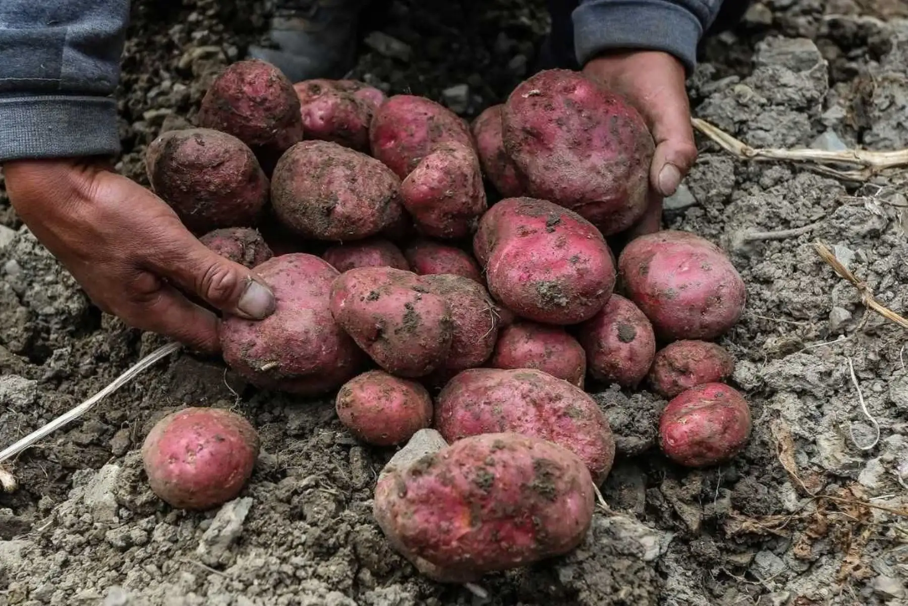 Un homenaje a la papa peruana, tubérculo que se cultiva desde hace más de 10,000 años en los Andes, así como su vasta variedad y aporte a una gastronomía que cautiva al mundo, destacó la prestigiosa publicación estadounidense "The New York Times". Foto: Guillermo Gutiérrez Carrascal, para "The New York Times".