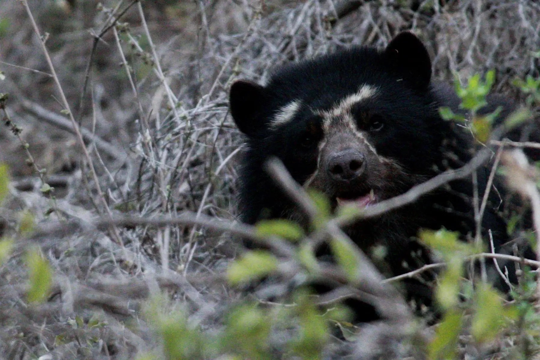 Oso de anteojos (Tremarctos ornatus). Foto: ANDINA/Carlos Lezama.