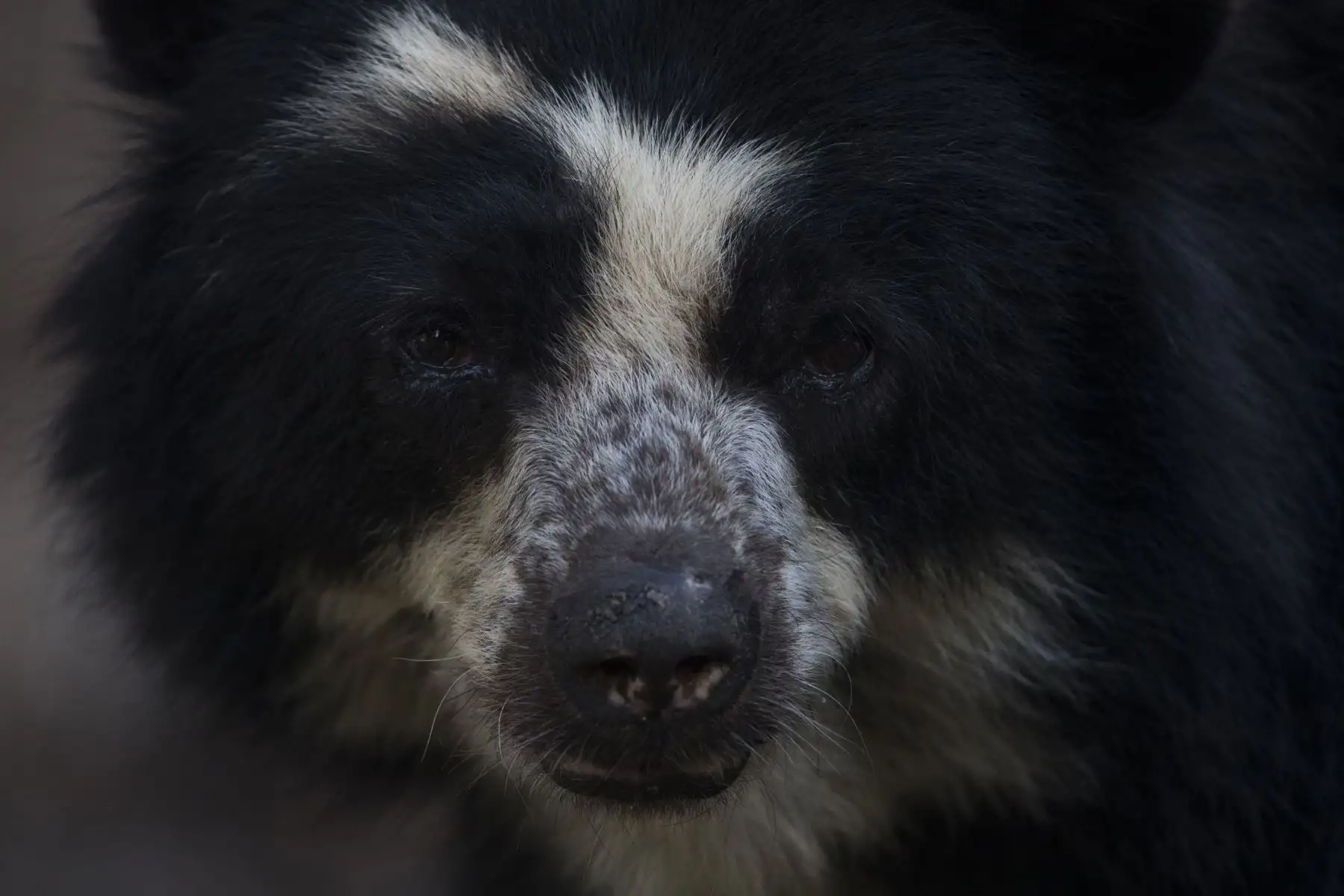 Oso de anteojos (Tremarctos ornatus). Foto: ANDINA/Carlos Lezama.