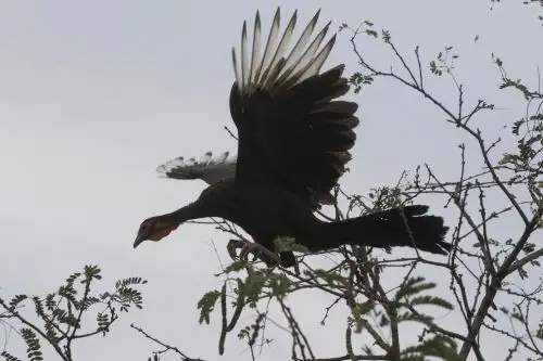 El Gobierno Regional de Piura declaró a la especie Pava Aliblanca (Penelope Albipennis) como “Patrimonio Regional”, además de necesidad pública y de interés regional su conservación, preservación y sostenimiento.ANDINA/Carlos Lezama