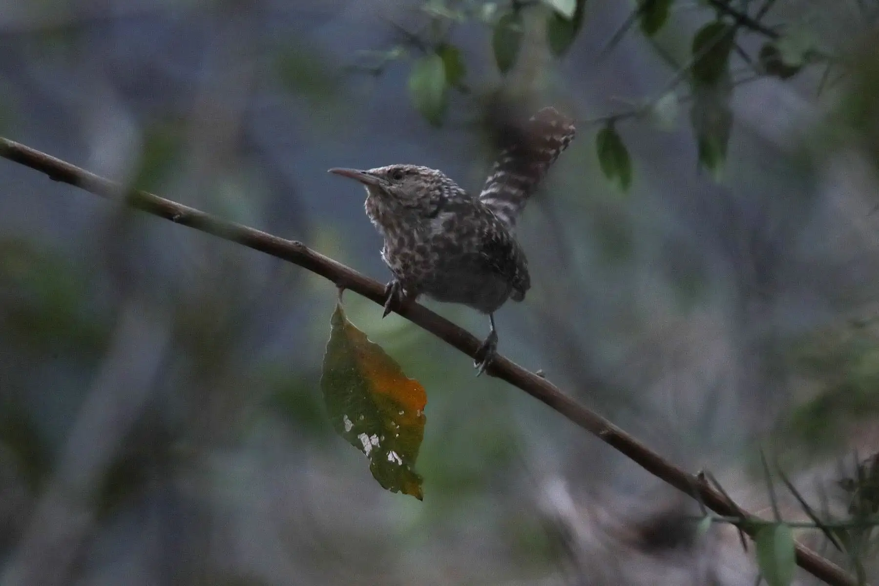 Cucarachero ondeado (Campylorhynchus fasciatus). Foto: ANDINA/Carlos Lezama.