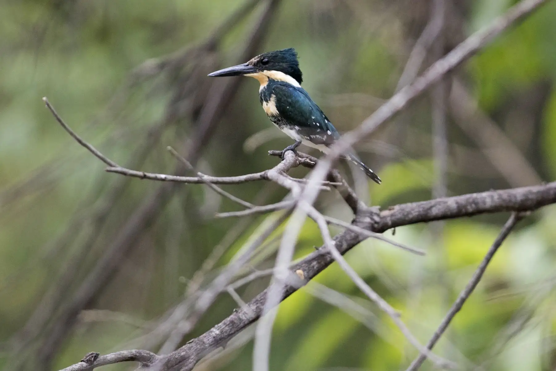 Martín pescador verde (Chloroceryle americana). Foto: ANDINA/Carlos Lezama.