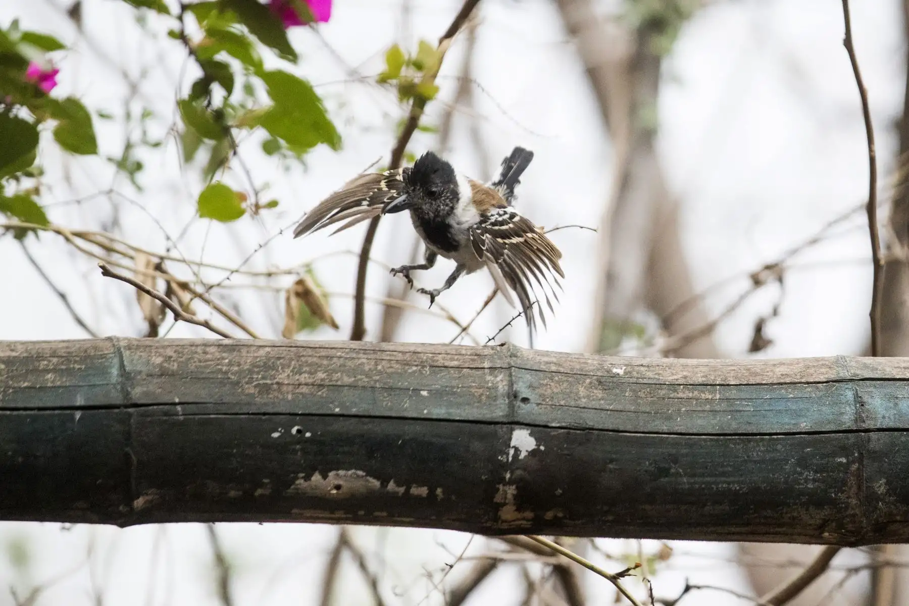 Batará acollarado (Thamnophilus bernard). Foto: ANDINA/Carlos Lezama.