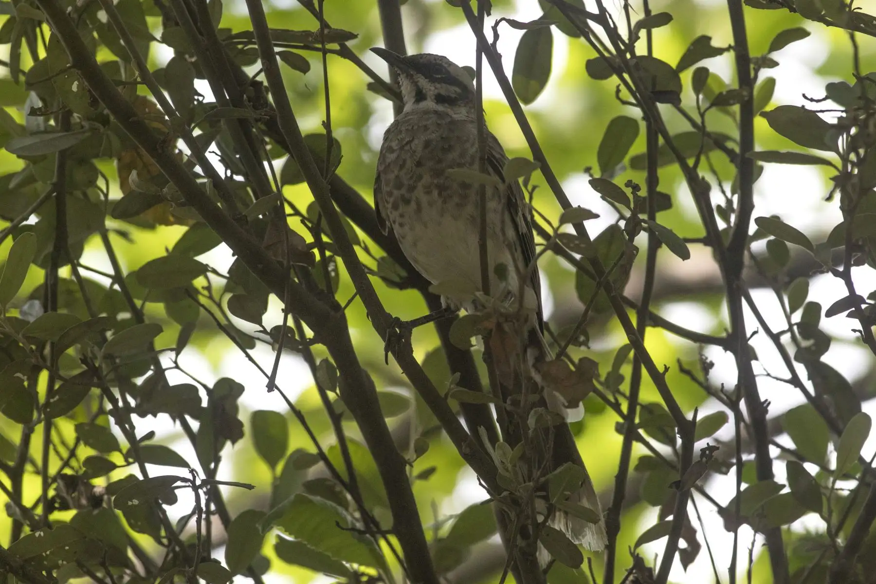 Chisco o calandria de cola larga (Mimus longicaudatus). Foto: ANDINA/Carlos Lezama.
