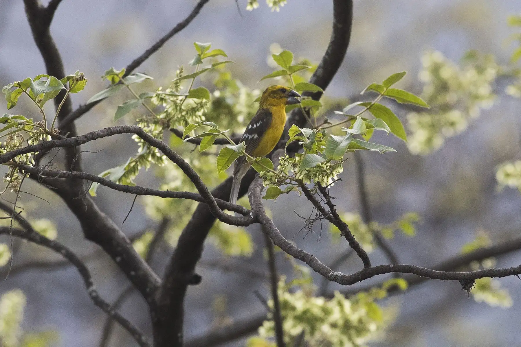 Pico grueso de vientre dorado (Pheucticus chrysogaster). Foto: ANDINA/Carlos Lezama.