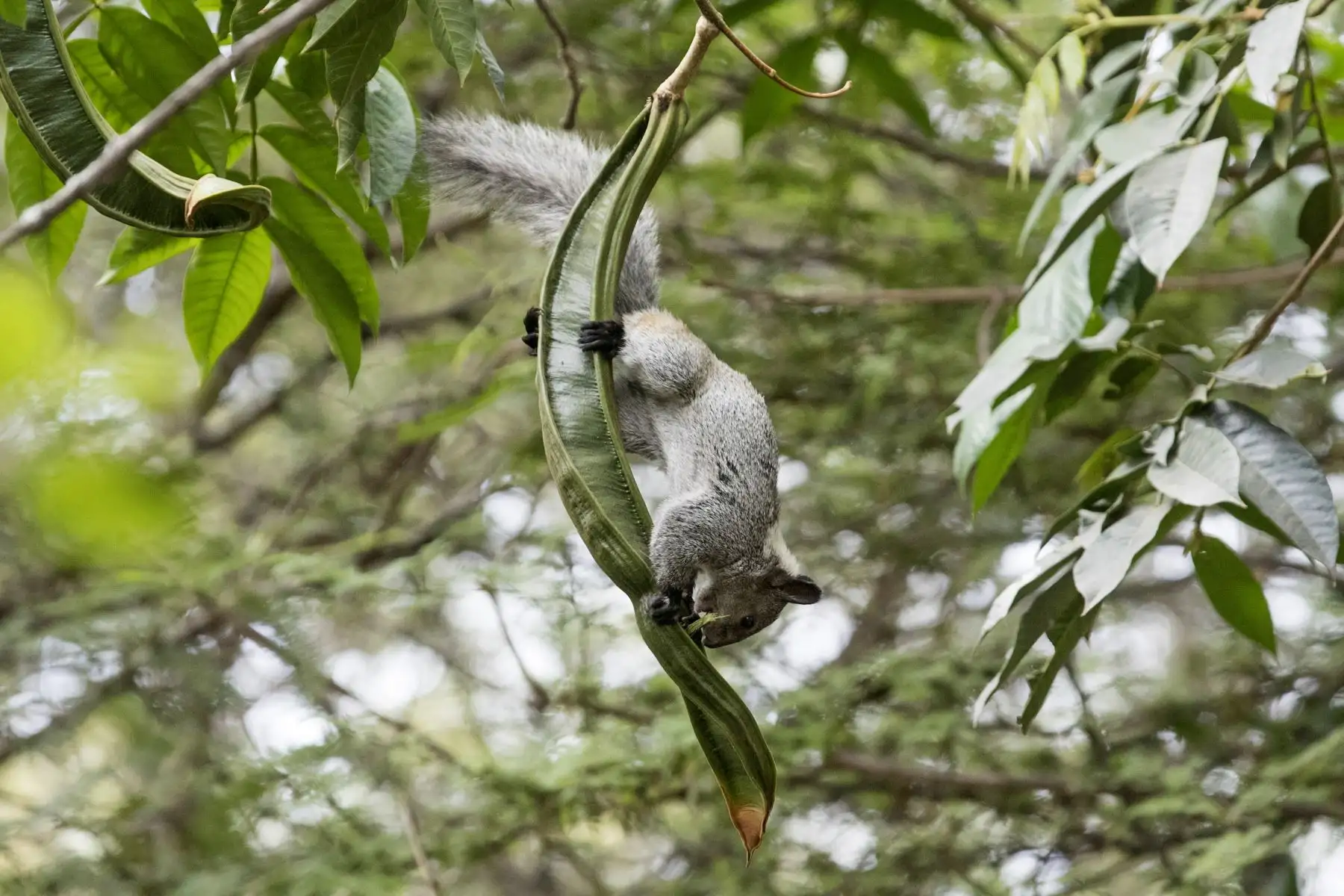 Ardilla de nuca blanca (Sciurus stramineus). Foto: ANDINA/Carlos Lezama.