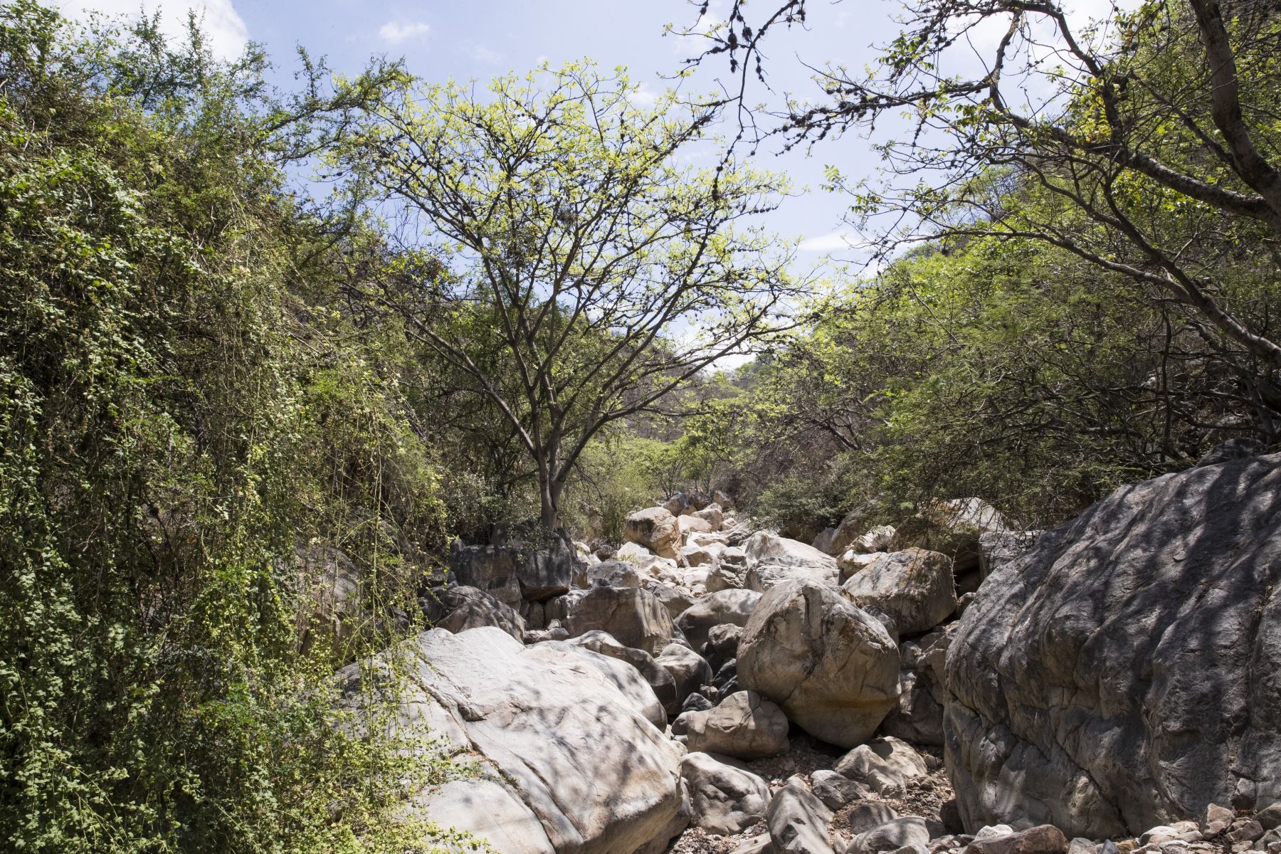 La reserva ecológica Chaparrí está conformada por 34,412 hectáreas y es la primera área de conservación privada creada en el Perú. Foto: ANDINA/Carlos Lezama.