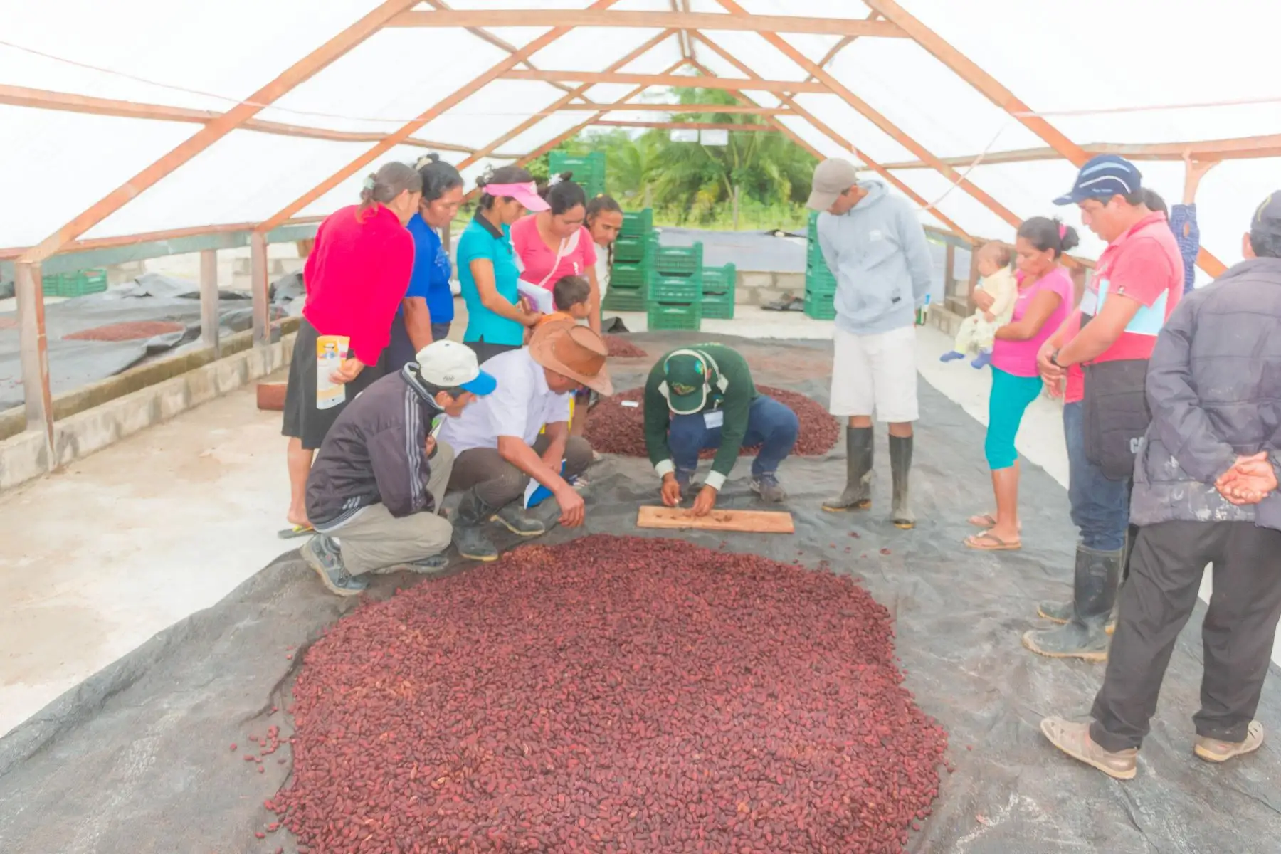 Cacao de San Martín tiene gran demanda en Australia, Italia y Suiza. ANDINA/Difusión