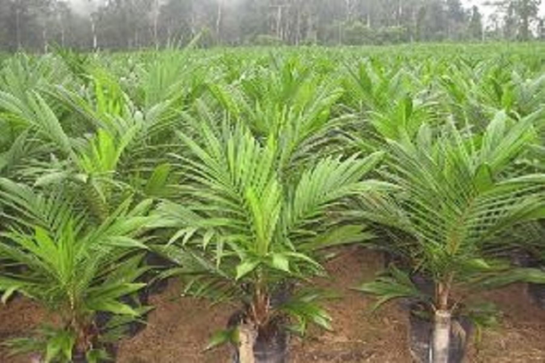 En el  Perú, la palma aceitera se cultiva en 16 distritos de 9 provincias de las regiones de San Martín, Huánuco, Ucayali y Loreto, e involucra a 7, 230 familias.