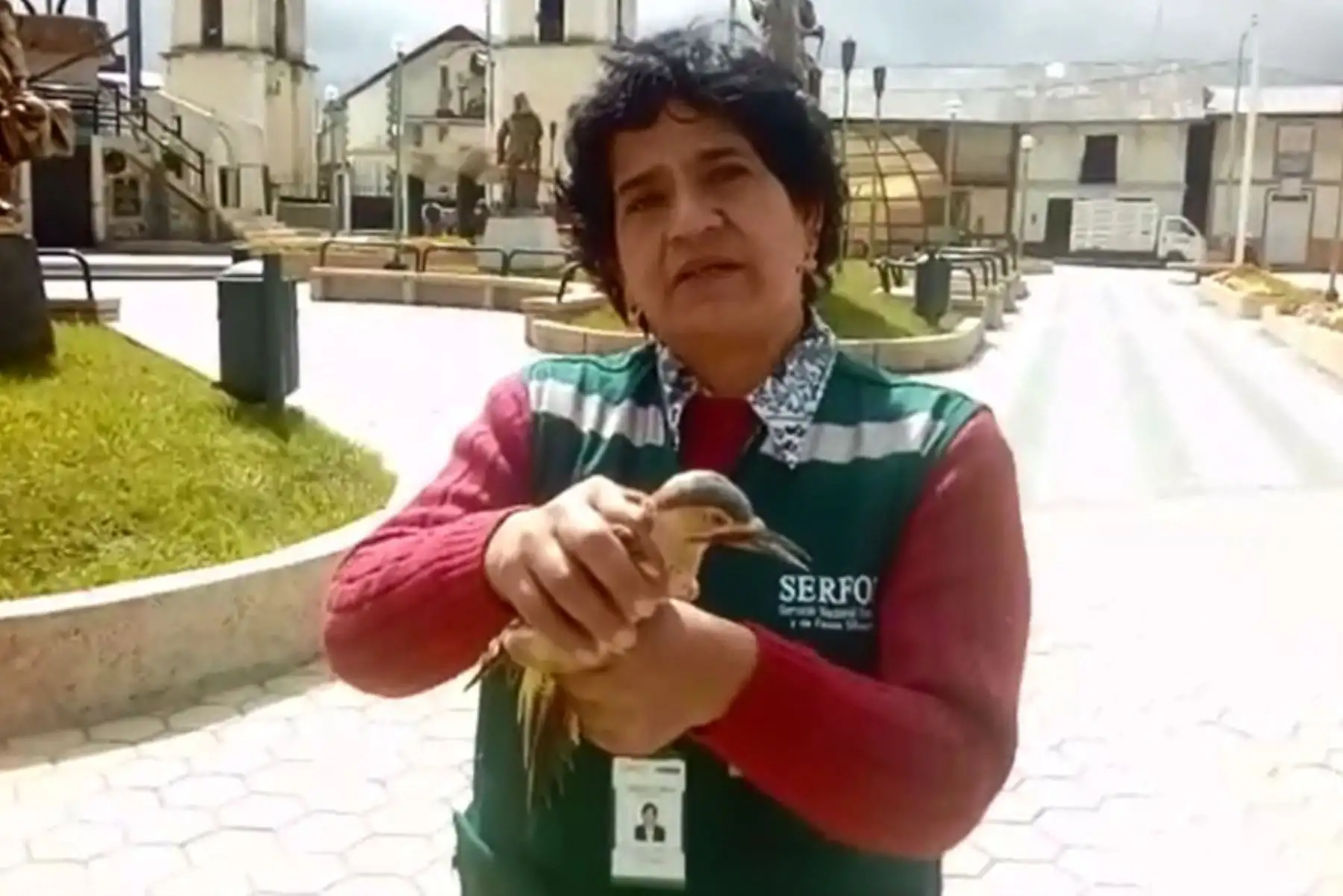 Decomisan aves silvestres que se comercializaban de forma ilegal en Junín. ANDINA