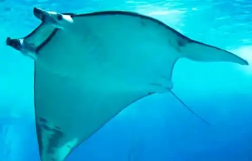 Bióloga peruana gana premio internacional por proteger a las mantarrayas. Foto: ANDINA/Difusión.