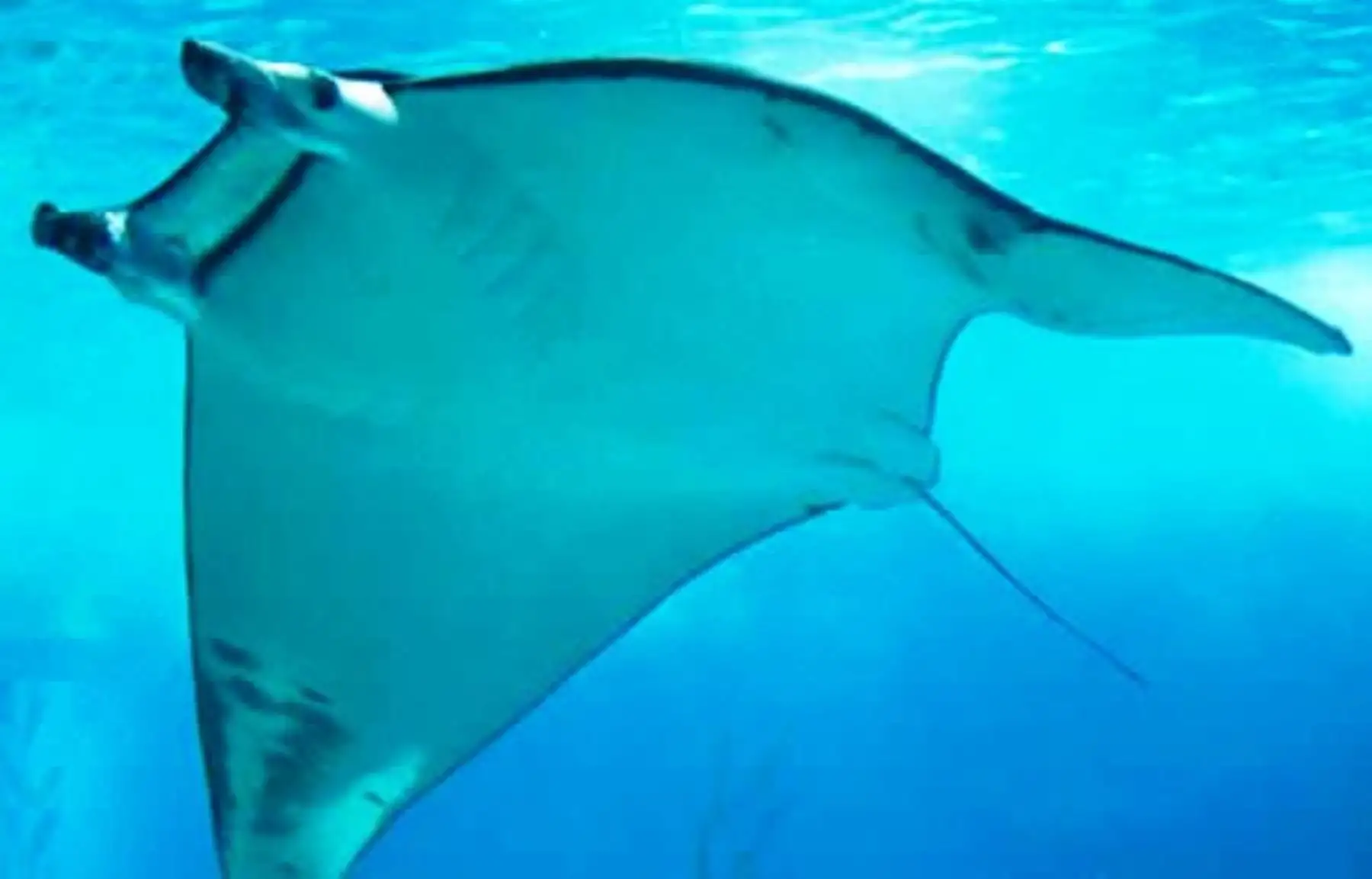 Bióloga peruana gana premio internacional por proteger a las mantarrayas. Foto: ANDINA/Difusión.