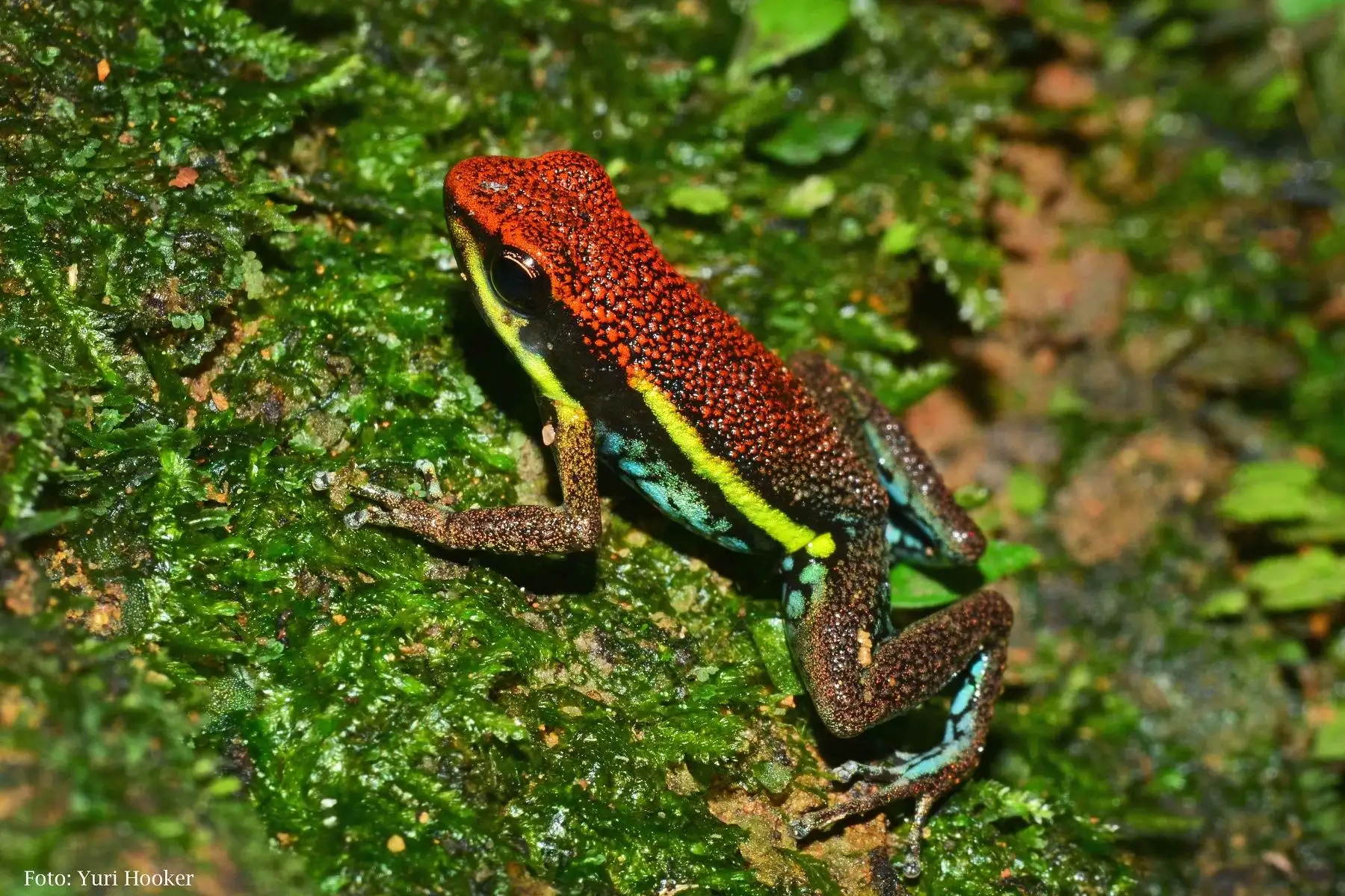 Documental  “Bajo Urubamba, el bosque de los misterios” Foto: Difusión