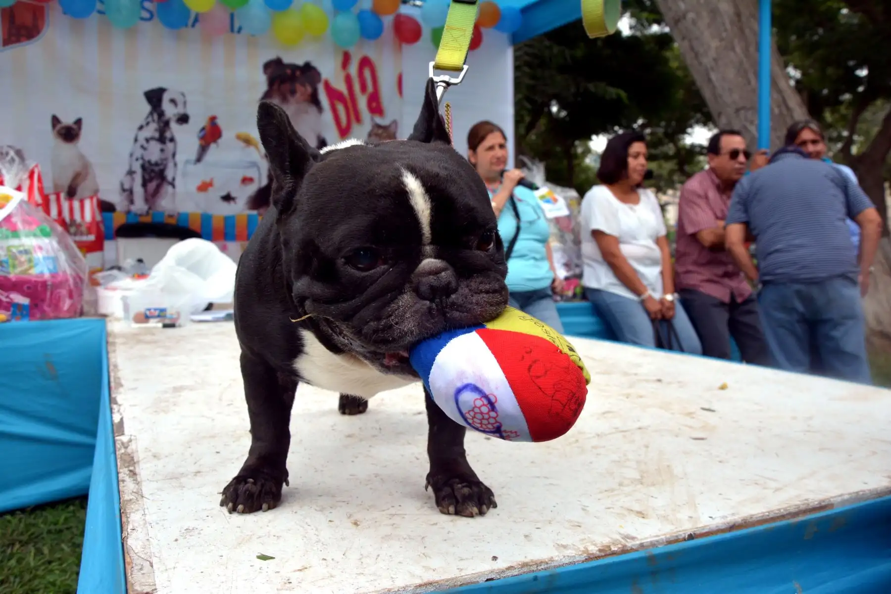Municipalidad de Jesús Maria organiza "Kermese canina 2018". Foto: ANDINA/Eddy Ramos.