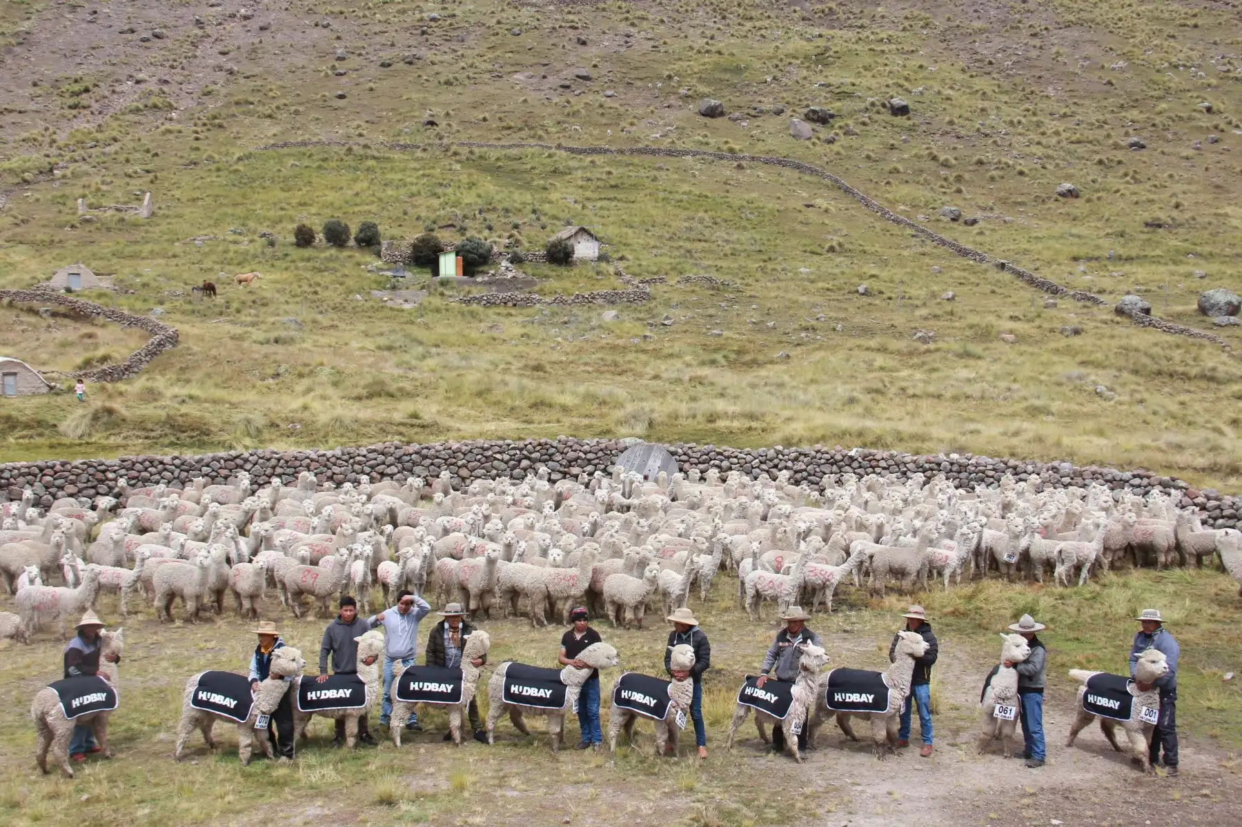 Comunidad campesina Huaylla Huaylla de Cusco impulsará producción de fibra de alpaca con 359 ejemplares donados por minera. ANDINA/Difusión