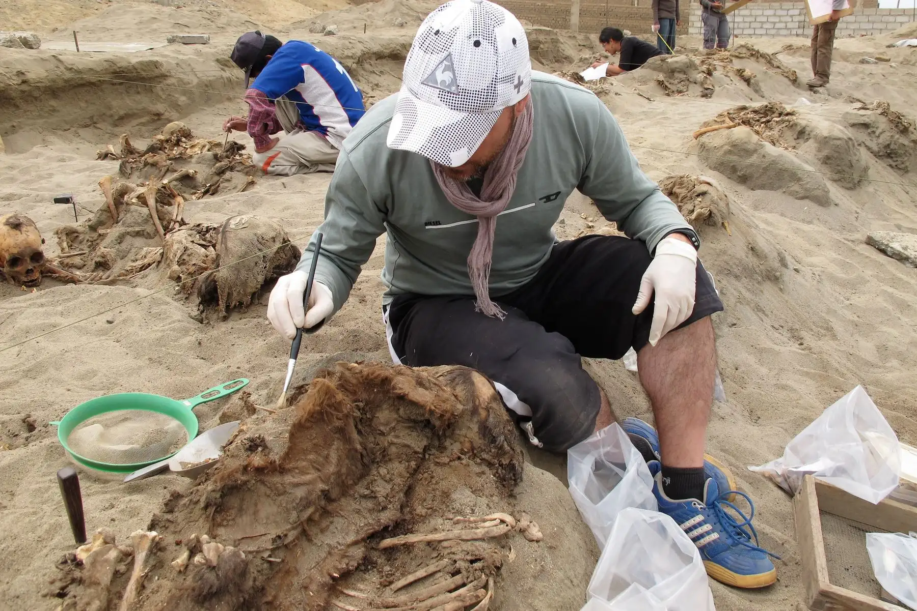 Investigadores del Programa Arqueológico Huanchaco descubrieron 33 nuevos restos óseos de niños sacrificados en un ritual masivo durante la época de la cultura Chimú, hace más de 500 años, con lo cual suman casi 100 los vestigios humanos encontrados en el sector Pampa La Cruz. Cortesía