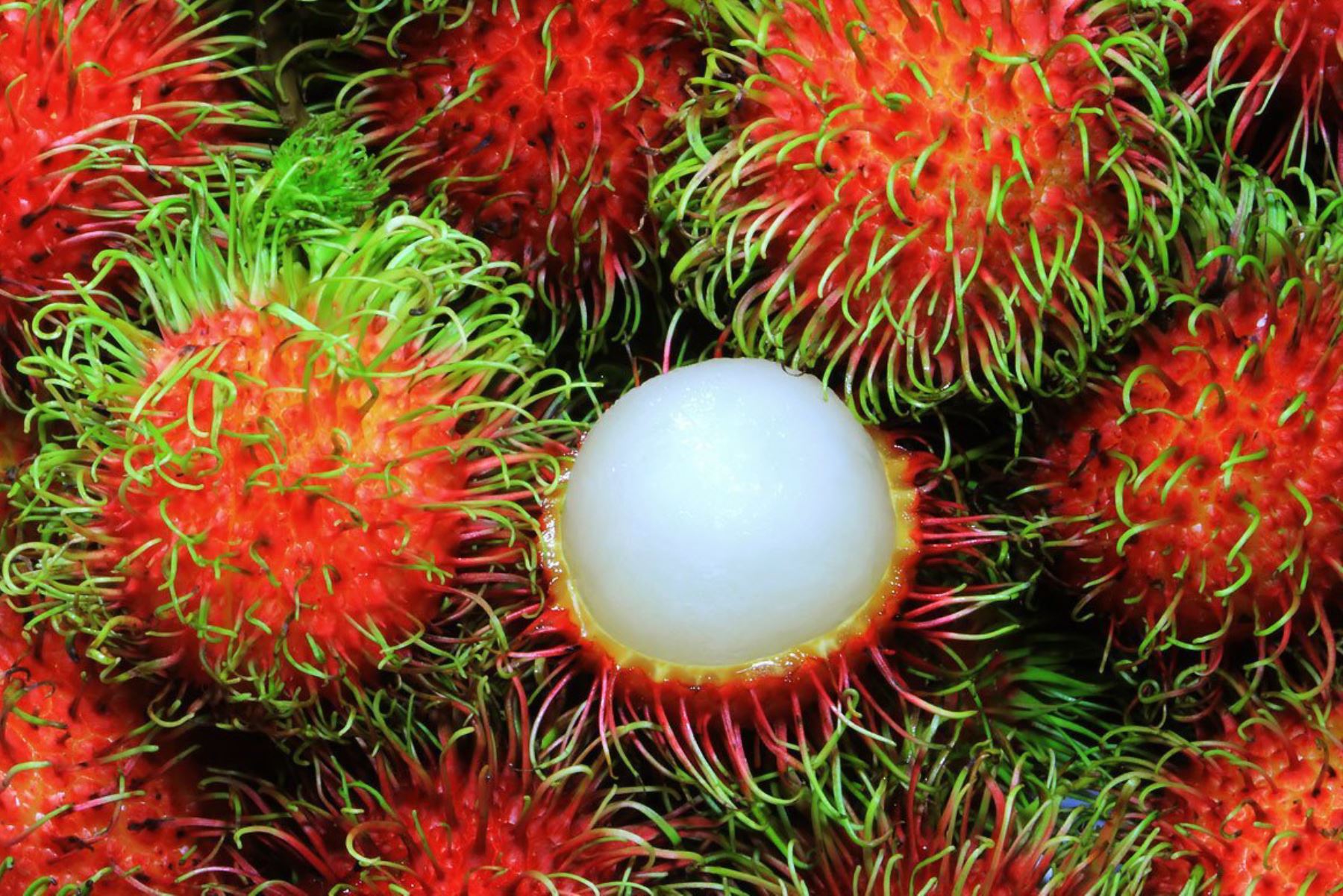 Conozca a la pitajaya y rambután los frutos exóticos de exportación de la Selva Central, en Junín.Foto: ANDINA/Pedro Tinoco .