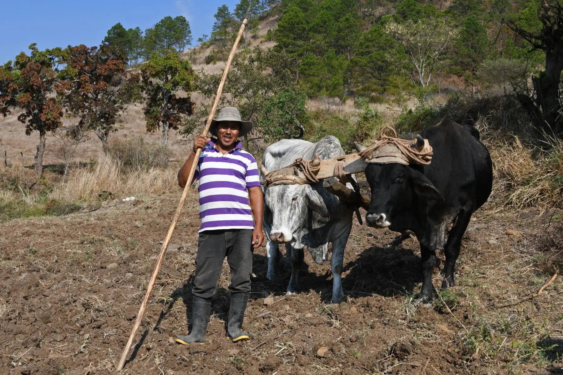 El arador Carlos Acosta, trabaja en un campo con bueyes en el pueblo de San José de Soroguara, a 20 kilómetros al norte de Tegucigalpa. Foto: AFP