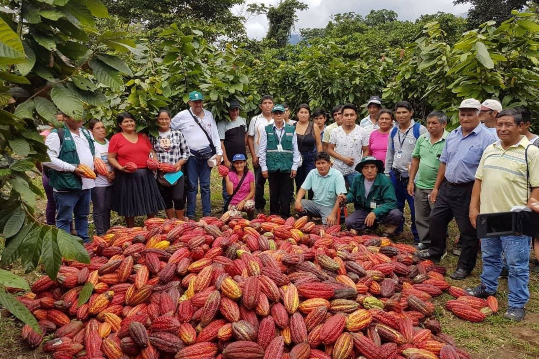 Productores de cacao de Huánuco controlan plaga que afecta cultivo. ANDINA/Difusión