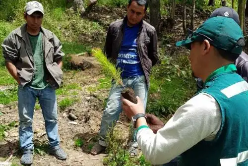 El Ejecutivo, a través del Ministerio de Agricultura (Minagri), impulsa el establecimiento de plantaciones forestales en Cajamarca para recuperar tierras afectadas por incendios forestales.