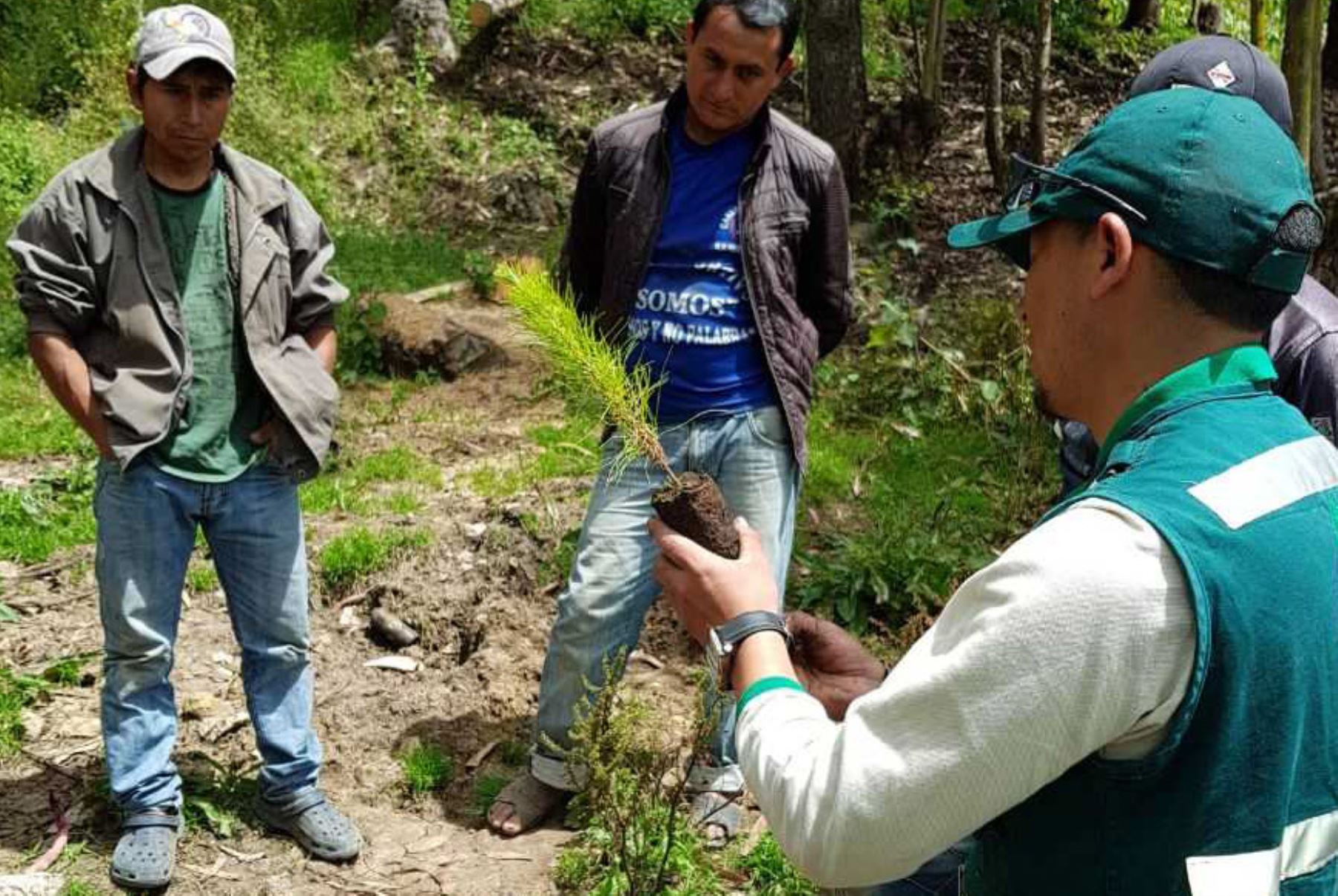 El Ejecutivo, a través del Ministerio de Agricultura (Minagri), impulsa el establecimiento de plantaciones forestales en Cajamarca para recuperar tierras afectadas por incendios forestales.