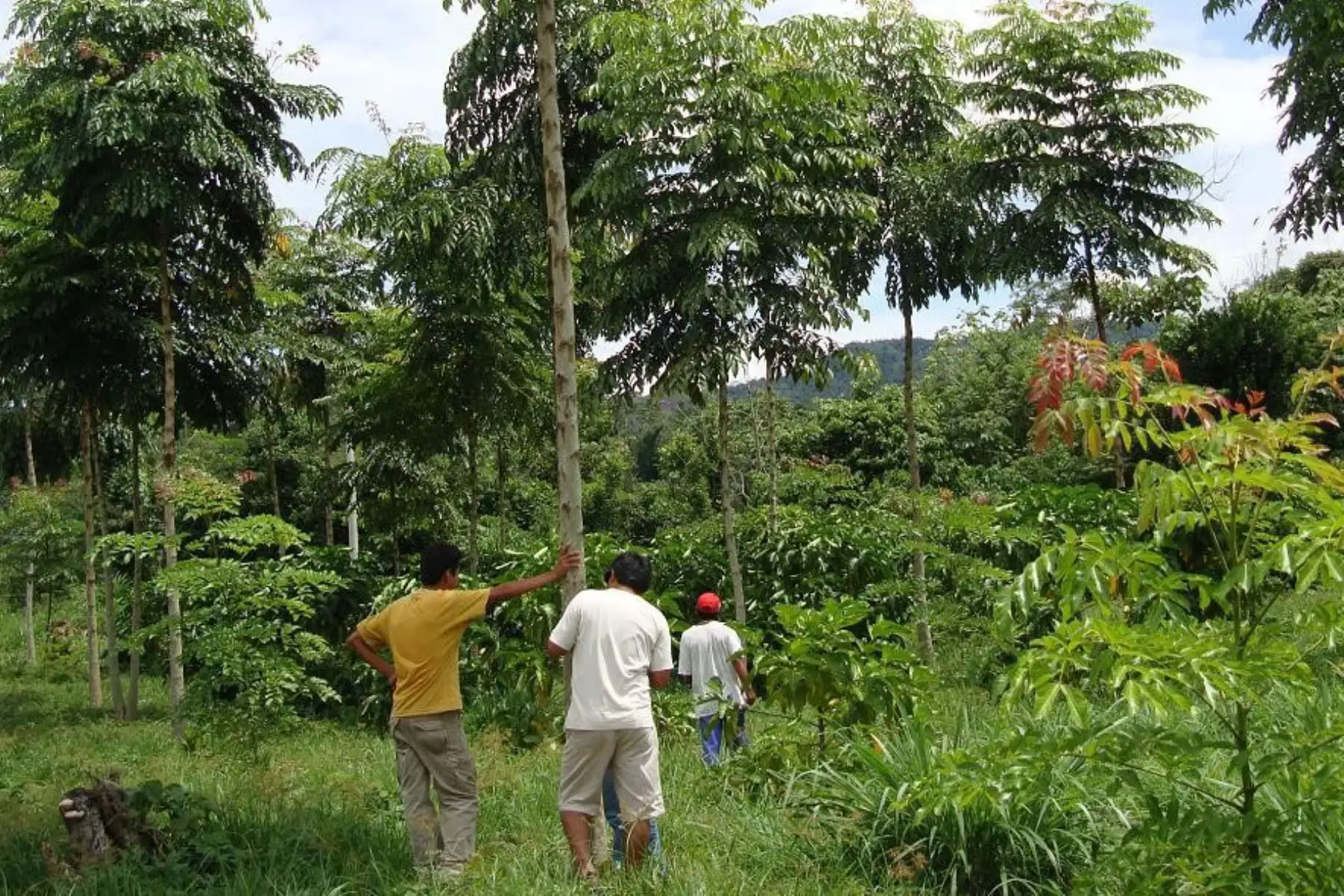Reforestación: conoce sus beneficios para enfrentar el cambio climático. ANDINA/archivo