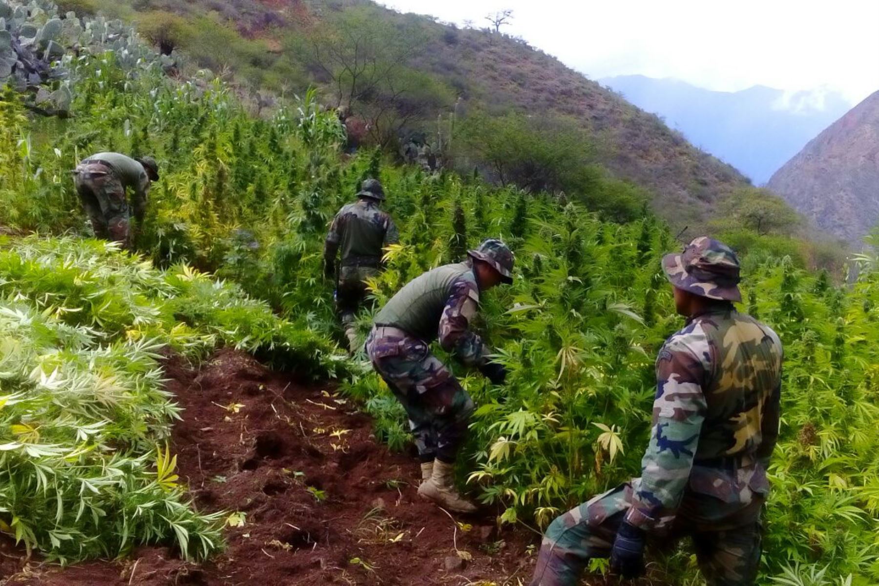En un operativo conjunto realizado en el Valle de los ríos Apurímac, Ene y Mantaro (Vraem), los integrantes de la Policía Nacional del Perú y del Ejército Peruano destruyeron 35,000 plantones de marihuana y media tonelada de marihuana seca.