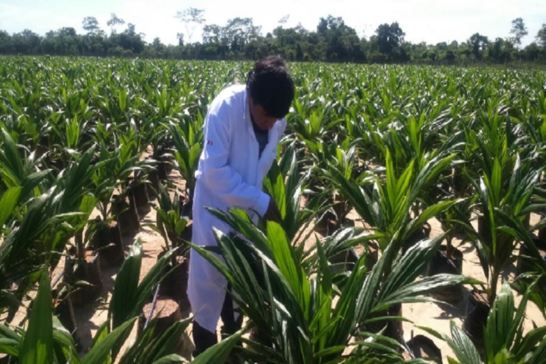 Región Ucayali cuenta con un fondo de garantía que apoya a los palmicultores y debería replicarse en otras regiones.