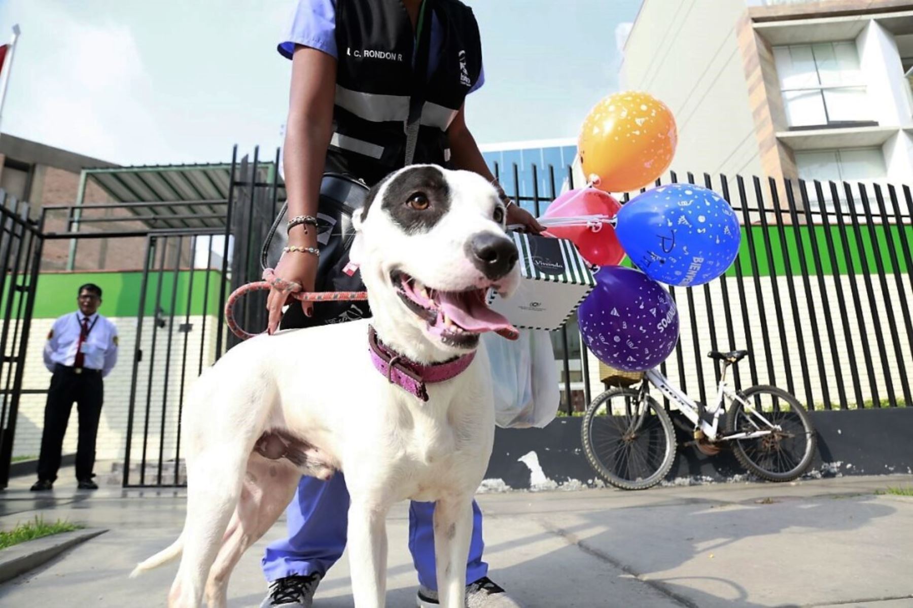 “Pirata”, el perro que cayó de taxi en la vía Expresa, ya tiene nuevo hogar. Foto: ANDINA/Difusión.