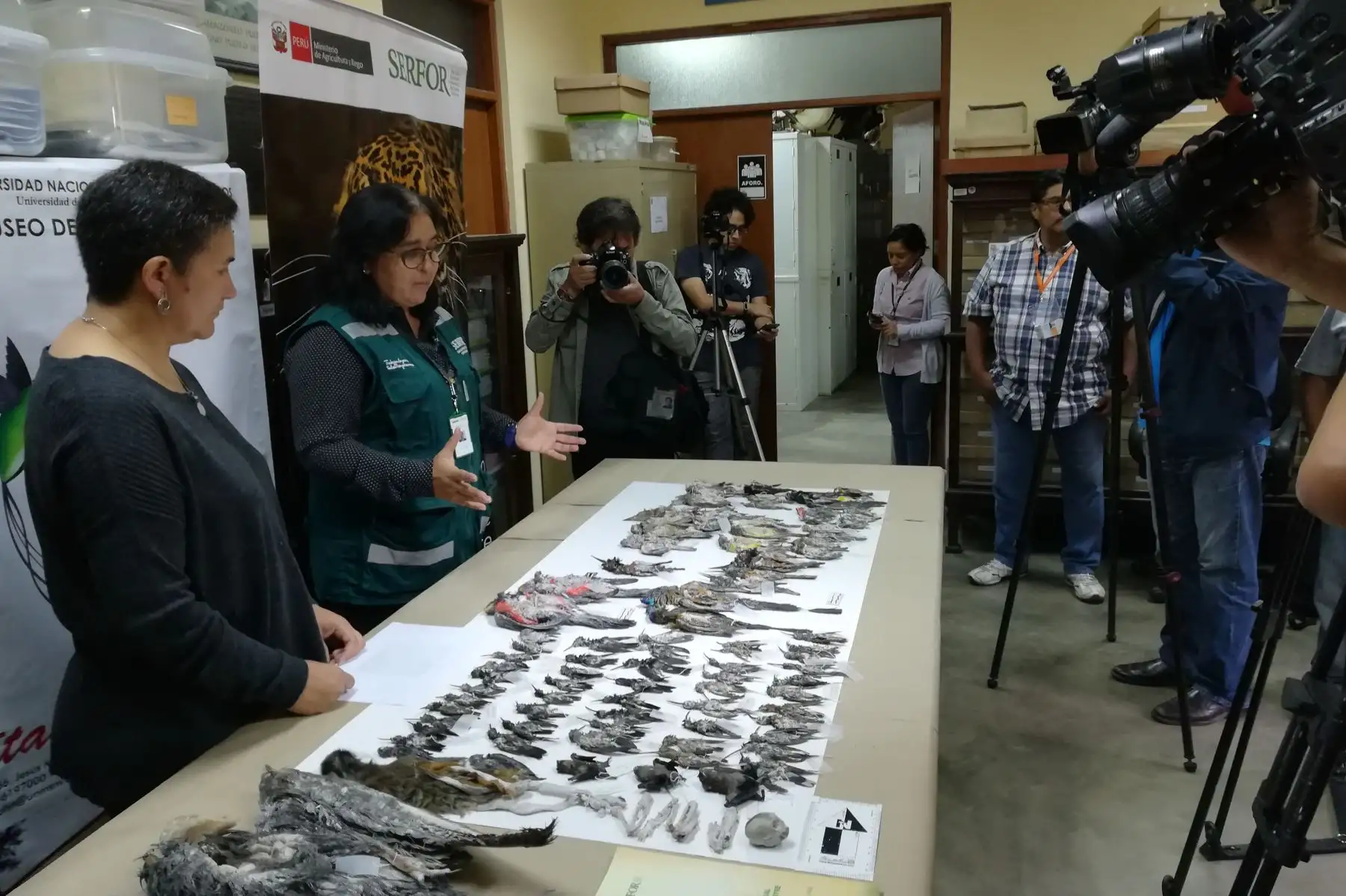 Autoridades decomisan 84 aves conservadas en sal que iban a exportarse a Rusia. ANDINA/Difusión