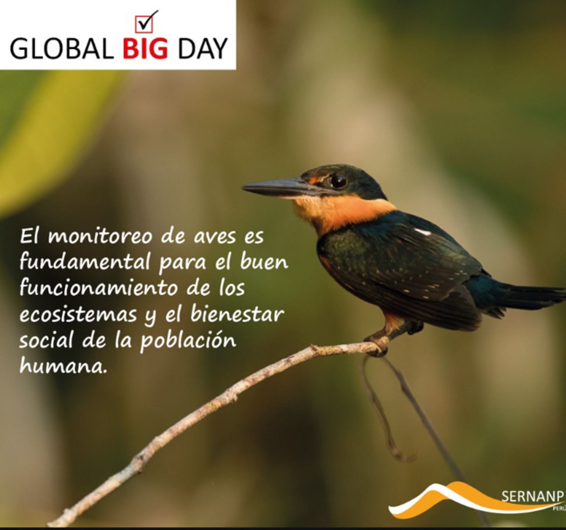 Considerado como el segundo país megadiverso en el mundo, al concentrar el 70% de la diversidad biológica del planeta, el Perú es un auténtico paraíso de las aves. Por ello, ganó en dos oportunidades el Global Big Day y aspira al tricampeonato en la cuarta edición a realizarse mañana