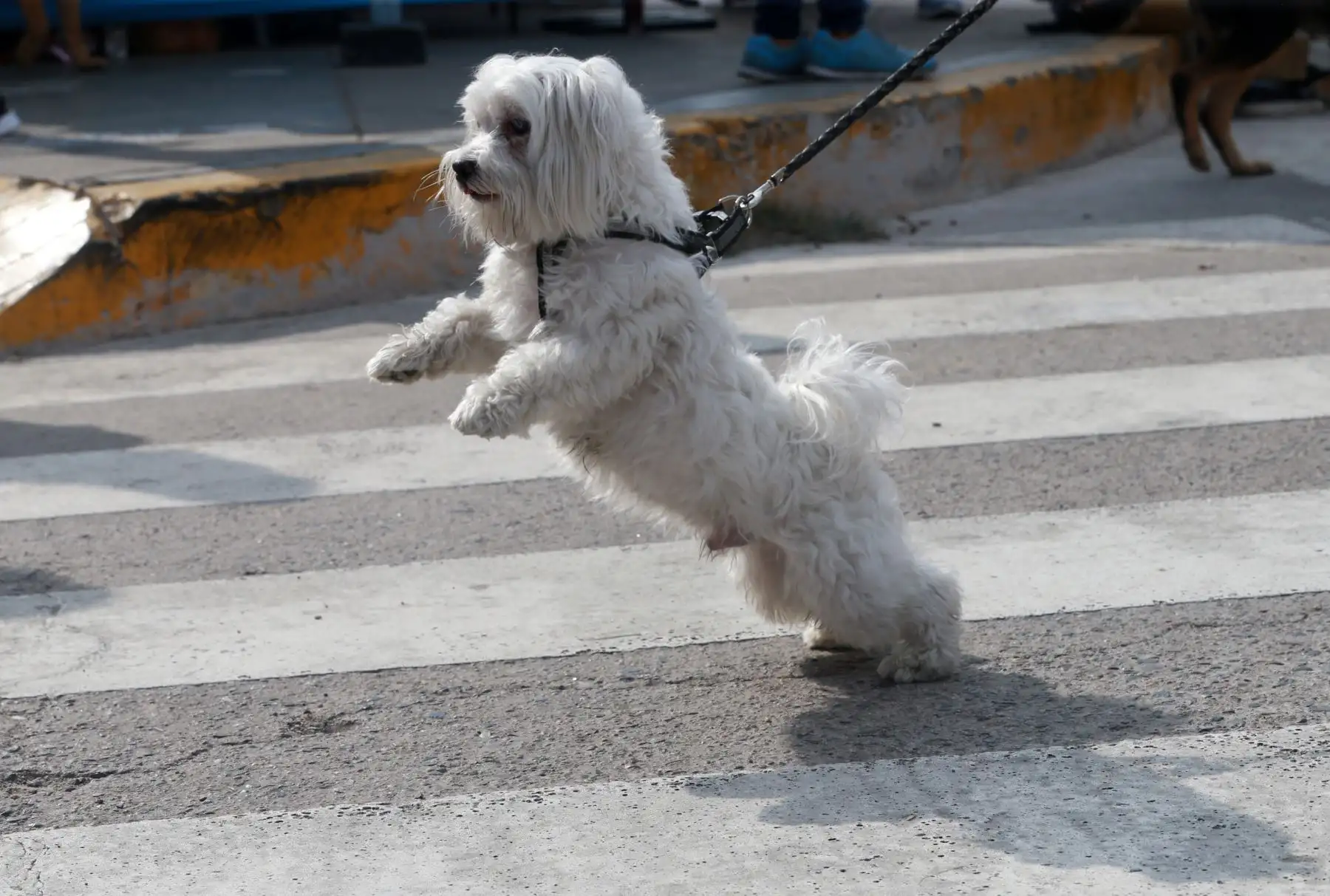 Vecinos de San Miguel y sus canes participaron en Mascotatón .Foto: ANDINA/Norman Córdova