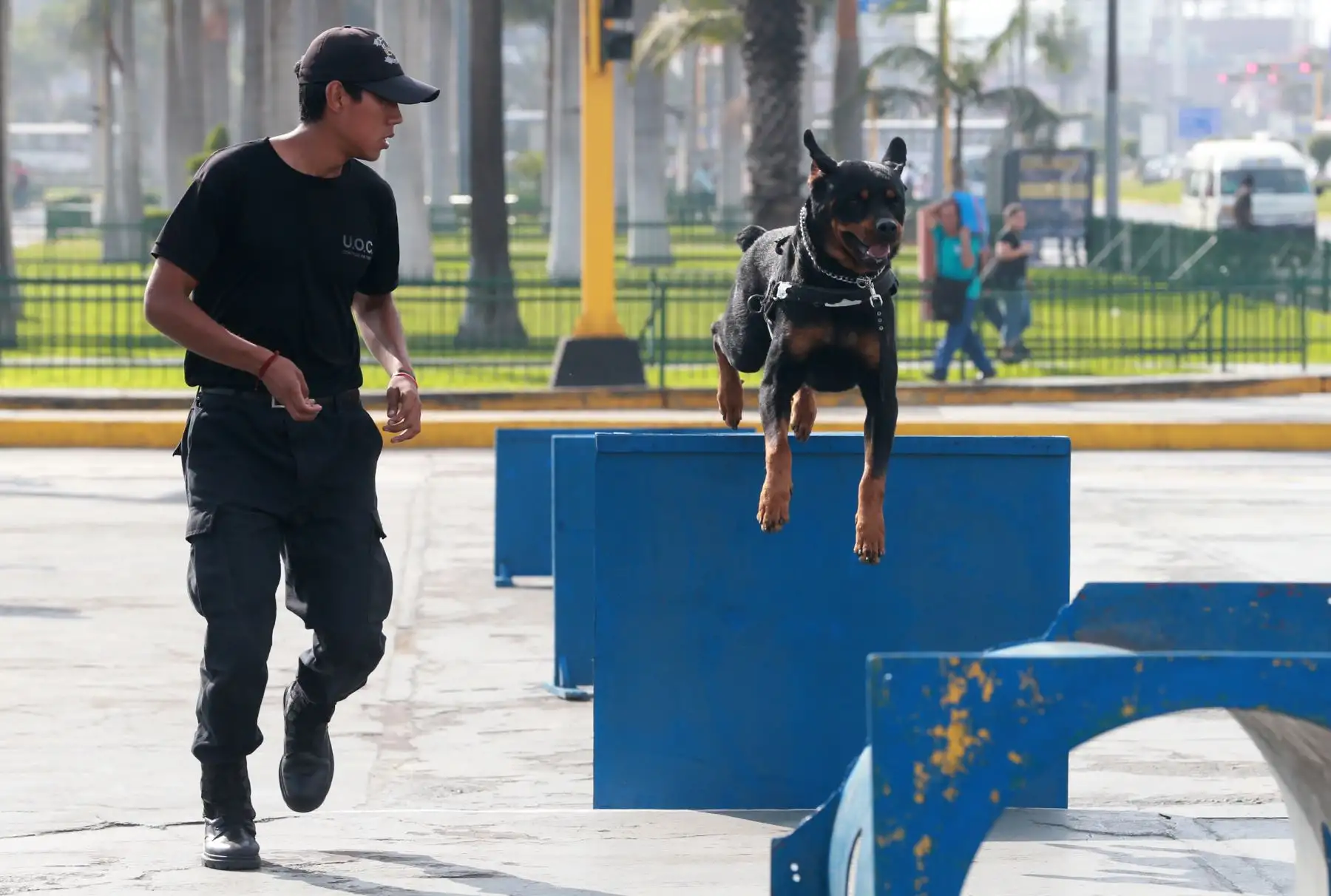 Vecinos de San Miguel y sus canes participaron en Mascotatón .Foto: ANDINA/Norman Córdova