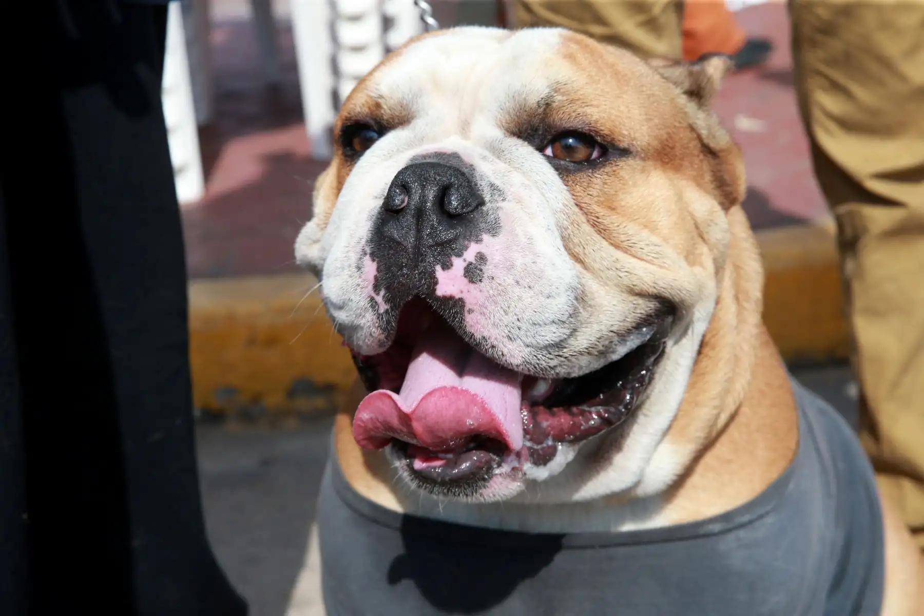 Vecinos de San Miguel y sus canes participaron en Mascotatón .Foto: ANDINA/Norman Córdova