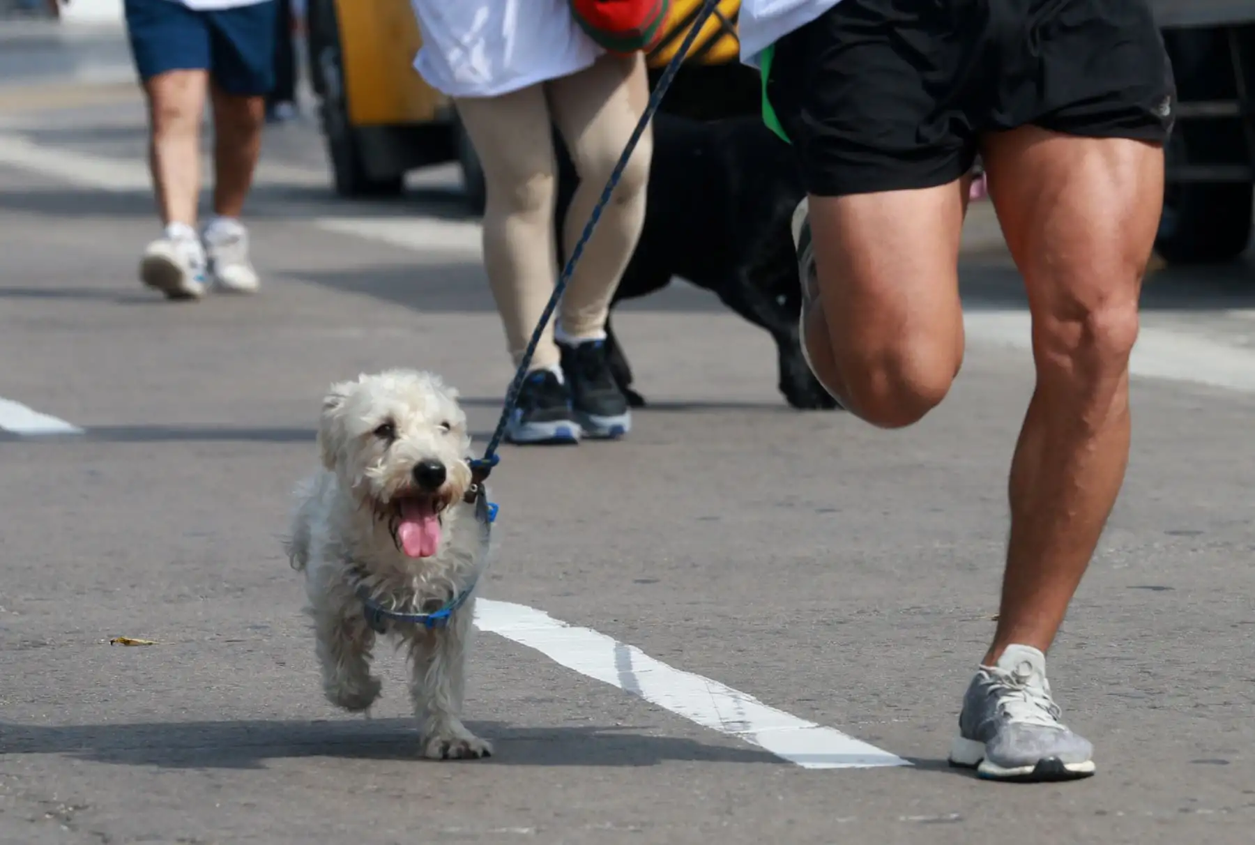 Vecinos de San Miguel y sus canes participaron en Mascotatón .Foto: ANDINA/Norman Córdova