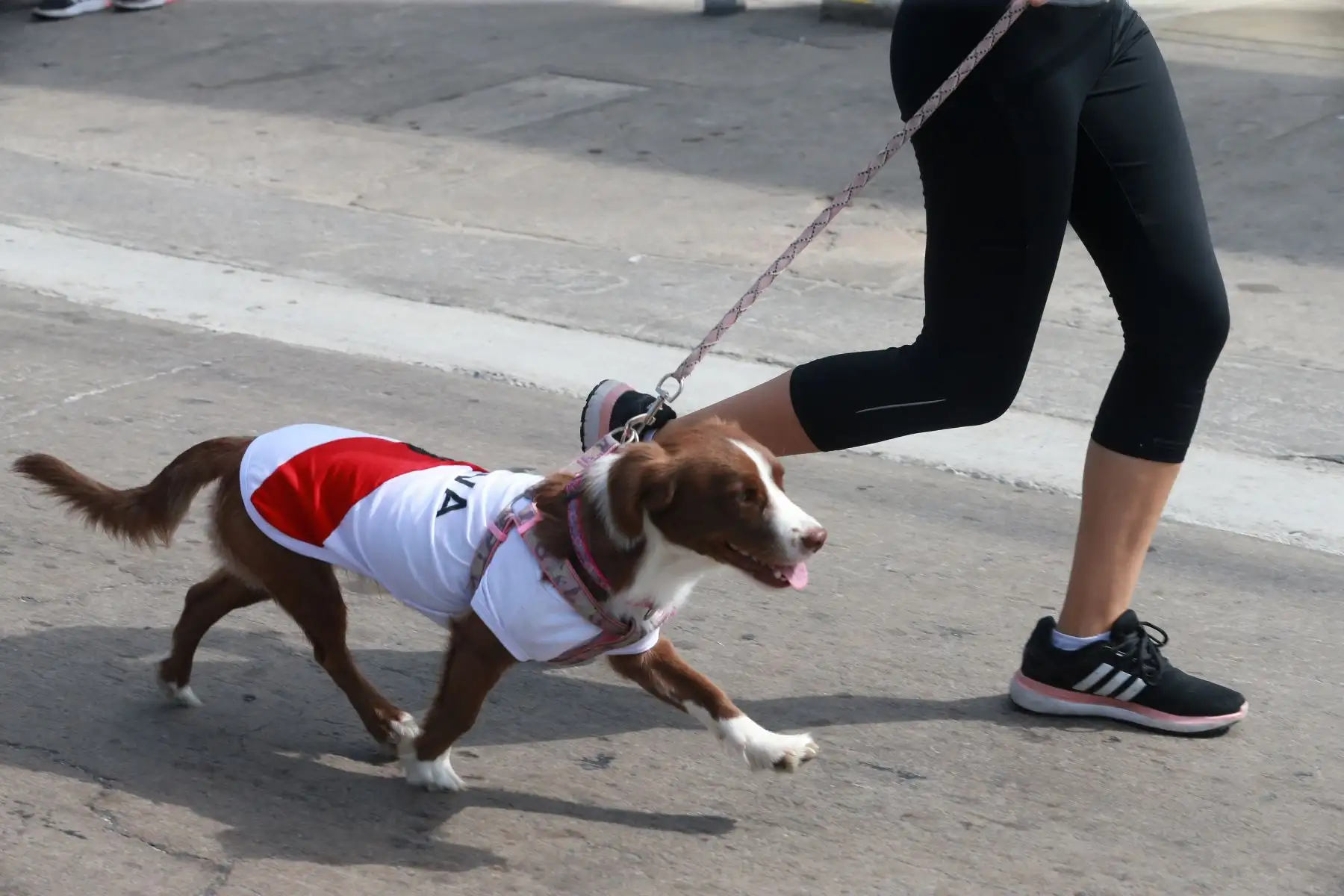 Vecinos de San Miguel y sus canes participaron en Mascotatón .Foto: ANDINA/Norman Córdova