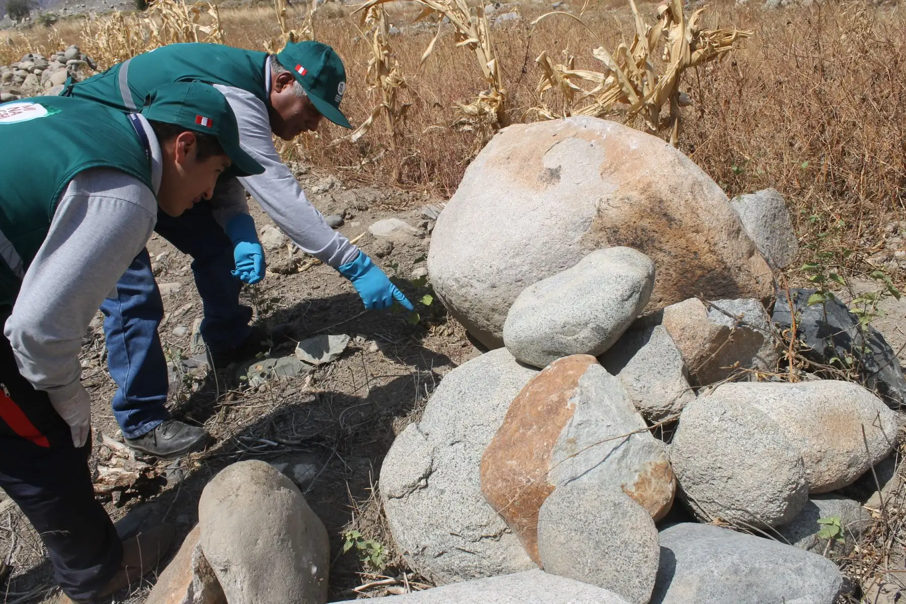 Ministerio de Agricultura ejecuta acciones para el control de roedores en región Huancavelica. ANDINA