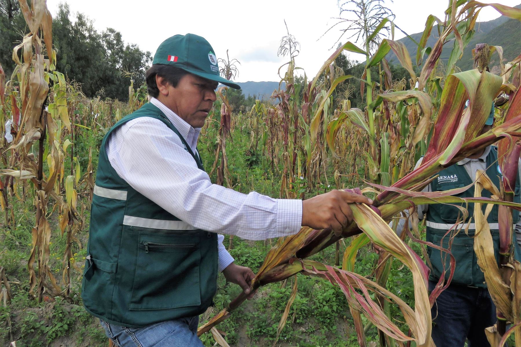 Especialistas del Senasa en Cusco evalúan cultivos de maíz para controlar la presencia de plagas. ANDINA