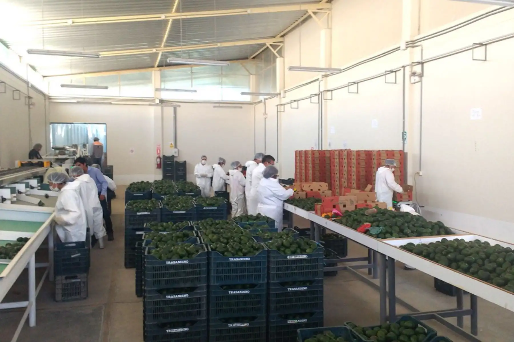 Productores de palta de Moquegua realizan primera exportación a Chile.