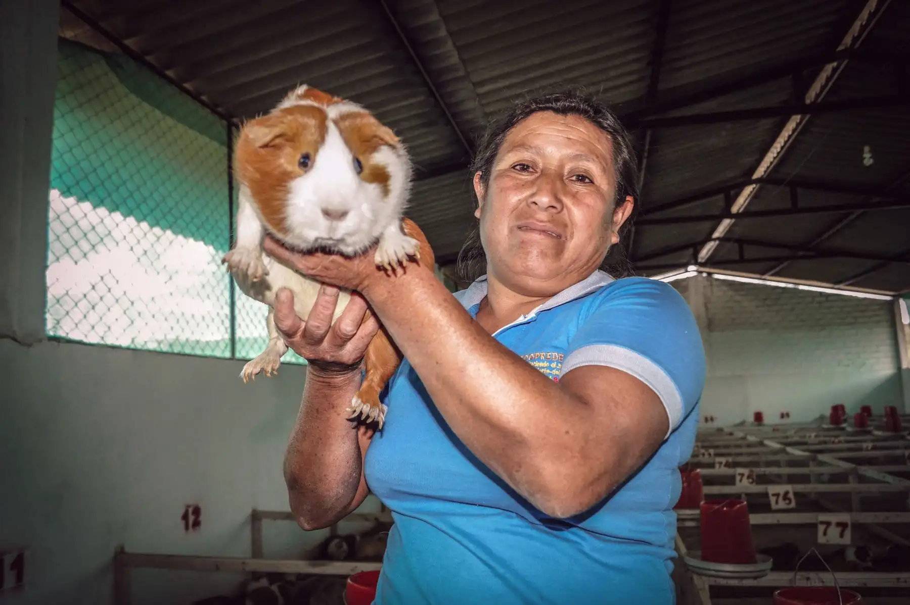 Madres criadoras de cuyes Cortesía