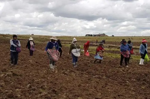 Pequeños agricultores. ANDINA/Difusión