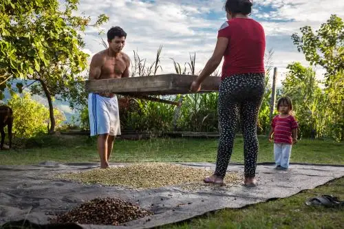 Producción de café en la selva peruana.