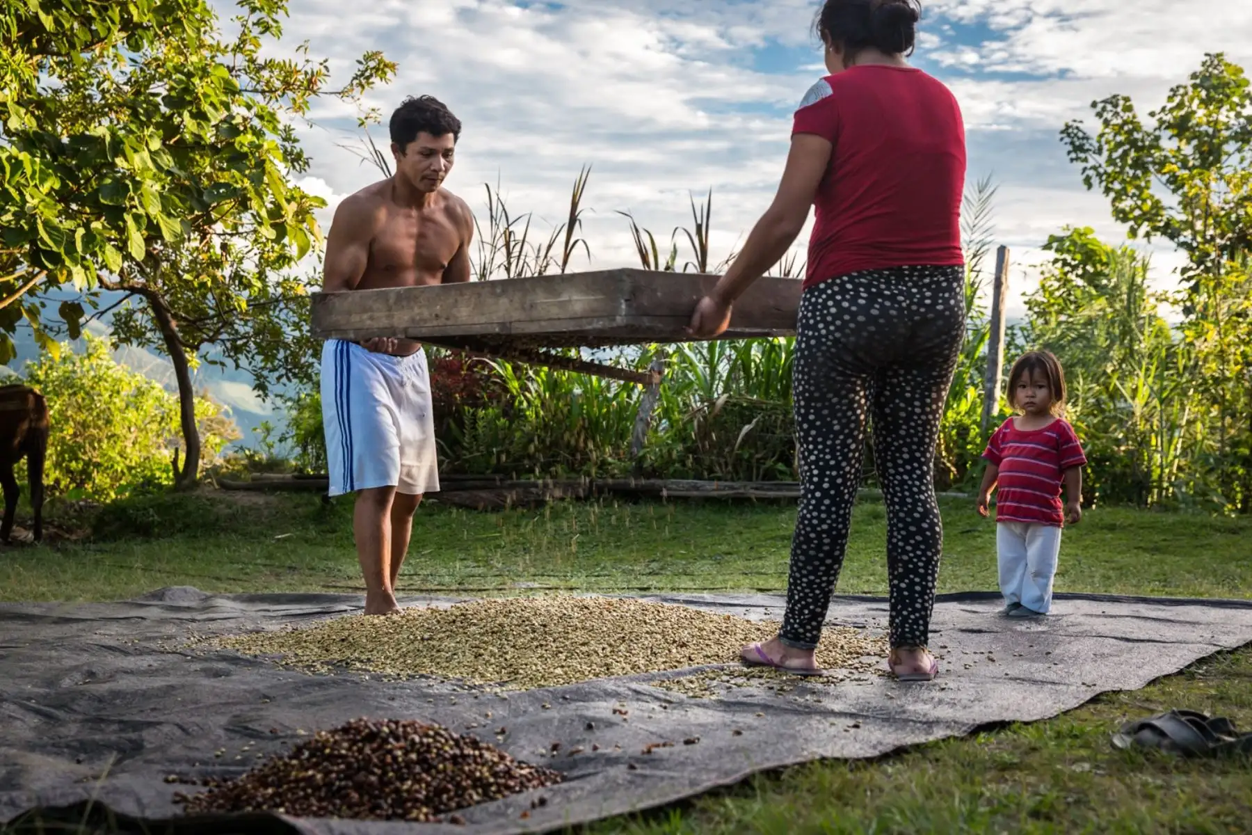 Producción de café en la selva peruana.