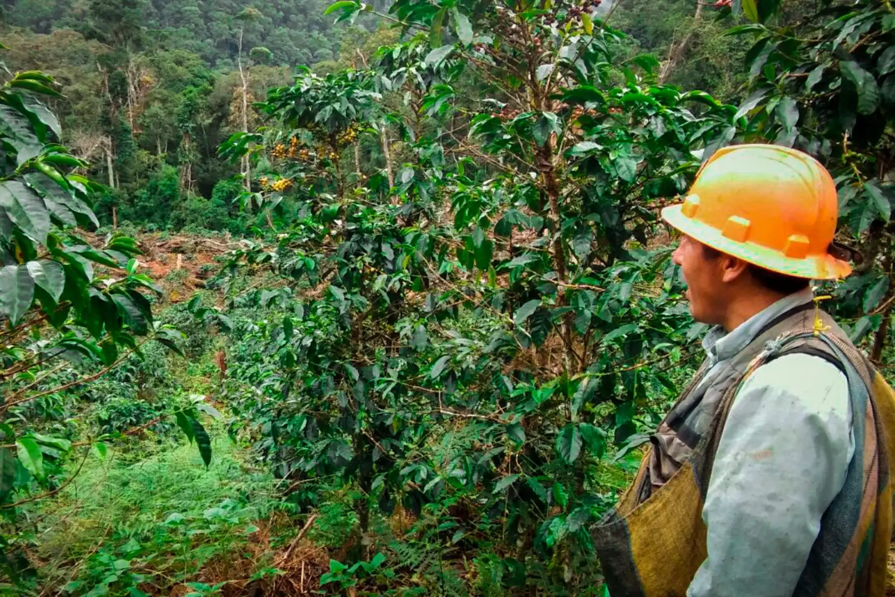 Cafetaleros. Foto: ANDINA/Difusión