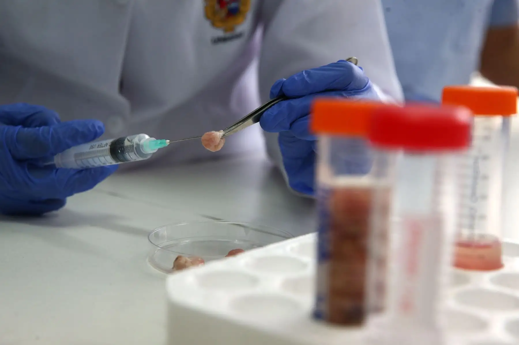 Con fondos estatales se logró equipar, en abril pasado, una unidad de biotecnología reproductiva de alta complejidad en la facultad de Ciencias Biológicas de San Marcos. Primer plano de la extracción de espermatozoides de un testículo de alpaca. EFE